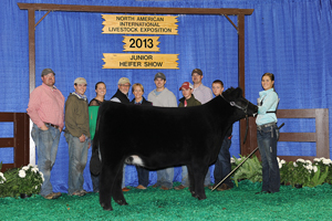 Reserve Summer Yearling Champion 2013 NAILE JR Chianina Show 