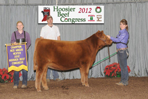Champion Red Angus Heifer