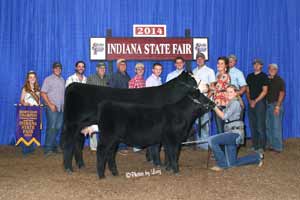 Champion Cow Calf Pair at 2014 National Junior Heifer Show 