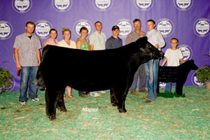 Grand Champion Market Steer