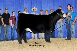 Reserve Grand Champion Chianina Heifer 2014 National Junior Heifer Show