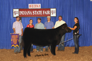 Cricket Summer Yearling Champion 2013 Indiana State Fair Open Chi Show