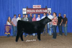 Grand Champion Chi 2014 Indiana State Fair open chi show