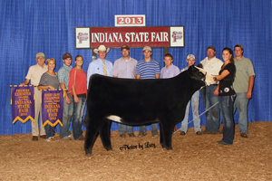 Res Champion Chinaina Heifer 2013 Indiana State Fair Open Show